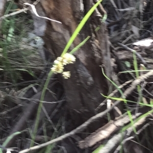 Luzula meridionalis at Paddys River, ACT - 9 Oct 2021