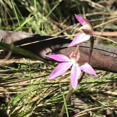 Caladenia carnea (Pink Fingers) at Paddys River, ACT - 9 Oct 2021 by Tapirlord
