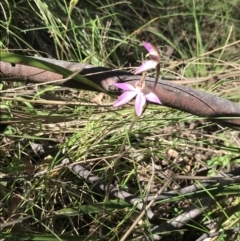 Caladenia carnea at Paddys River, ACT - 9 Oct 2021