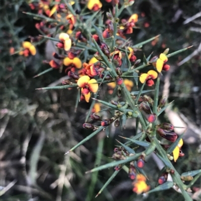 Daviesia ulicifolia subsp. ulicifolia (Gorse Bitter-pea) at Tidbinbilla Nature Reserve - 9 Oct 2021 by Tapirlord