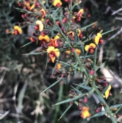 Daviesia ulicifolia subsp. ulicifolia (Gorse Bitter-pea) at Paddys River, ACT - 9 Oct 2021 by Tapirlord