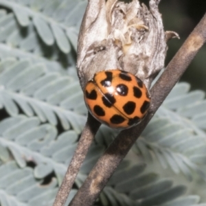 Harmonia conformis at Hawker, ACT - 17 Oct 2021