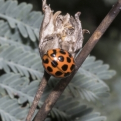 Harmonia conformis at Hawker, ACT - 17 Oct 2021