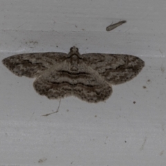 Ectropis excursaria (Common Bark Moth) at Higgins, ACT - 14 Oct 2021 by AlisonMilton