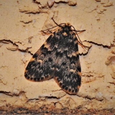 Halone sinuata (Rock Lichen Moth) at Wanniassa, ACT - 19 Oct 2021 by JohnBundock