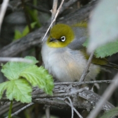 Zosterops lateralis (Silvereye) at Jerrabomberra, NSW - 19 Oct 2021 by SteveBorkowskis