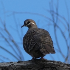 Phaps chalcoptera (Common Bronzewing) at Jerrabomberra, NSW - 19 Oct 2021 by SteveBorkowskis