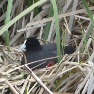 Fulica atra at Jerrabomberra, NSW - 19 Oct 2021