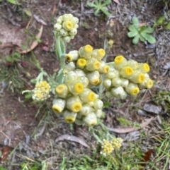 Pseudognaphalium luteoalbum (Jersey Cudweed) at Murrumbateman, NSW - 18 Oct 2021 by SimoneC