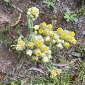 Pseudognaphalium luteoalbum at Murrumbateman, NSW - 18 Oct 2021 05:08 PM