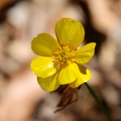 Ranunculus lappaceus (Australian Buttercup) at Mongarlowe River - 18 Oct 2021 by LisaH