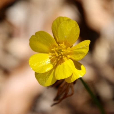 Ranunculus lappaceus (Australian Buttercup) at Mongarlowe River - 18 Oct 2021 by LisaH