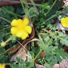 Ranunculus lappaceus at Mongarlowe, NSW - 18 Oct 2021