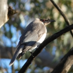 Philemon corniculatus (Noisy Friarbird) at Jerrabomberra, NSW - 19 Oct 2021 by SteveBorkowskis