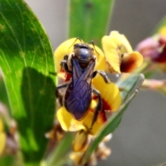 Lasioglossum (Parasphecodes) sp. (genus & subgenus) (Halictid bee) at Mongarlowe, NSW - 18 Oct 2021 by LisaH