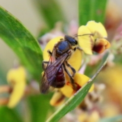 Lasioglossum (Parasphecodes) sp. (genus & subgenus) at Mongarlowe, NSW - 18 Oct 2021