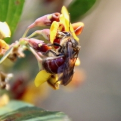 Lasioglossum (Parasphecodes) sp. (genus & subgenus) at Mongarlowe, NSW - 18 Oct 2021