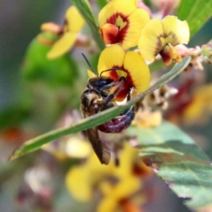 Lasioglossum (Parasphecodes) sp. (genus & subgenus) at Mongarlowe, NSW - 18 Oct 2021