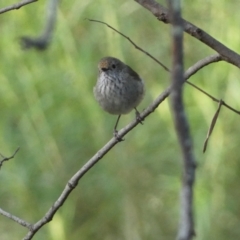 Acanthiza pusilla (Brown Thornbill) at Jerrabomberra, NSW - 19 Oct 2021 by SteveBorkowskis