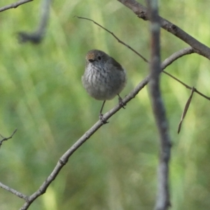 Acanthiza pusilla at Jerrabomberra, NSW - 19 Oct 2021