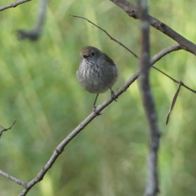 Acanthiza pusilla (Brown Thornbill) at Jerrabomberra, NSW - 19 Oct 2021 by SteveBorkowskis