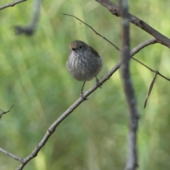 Acanthiza pusilla (Brown Thornbill) at Jerrabomberra, NSW - 19 Oct 2021 by Steve_Bok