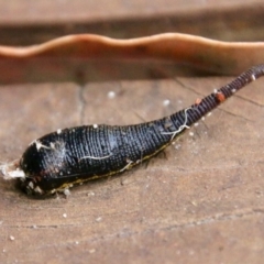 Hirudinea sp. (Class) (Unidentified Leech) at Moruya, NSW - 19 Oct 2021 by LisaH