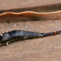 Hirudinea sp. (Class) at Moruya, NSW - suppressed