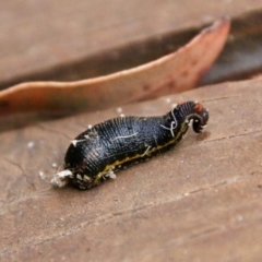 Hirudinea sp. (Class) at Moruya, NSW - suppressed