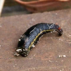 Hirudinea sp. (Class) at Moruya, NSW - suppressed