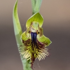 Calochilus campestris (Copper Beard Orchid) at Penrose - 19 Oct 2021 by Aussiegall
