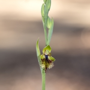 Calochilus campestris at Penrose, NSW - 19 Oct 2021