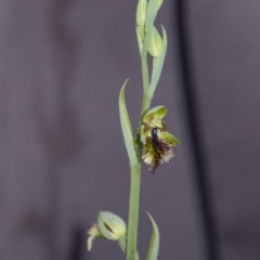 Calochilus campestris at Penrose, NSW - suppressed
