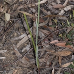 Calochilus campestris at Penrose, NSW - 19 Oct 2021