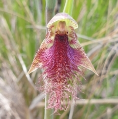 Calochilus platychilus (Purple Beard Orchid) at Cook, ACT - 19 Oct 2021 by drakes