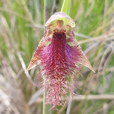 Calochilus platychilus (Purple Beard Orchid) at Cook, ACT - 18 Oct 2021 by drakes
