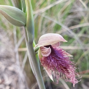 Calochilus platychilus at Cook, ACT - 19 Oct 2021