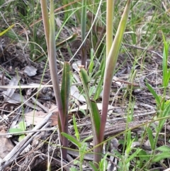 Calochilus platychilus at Cook, ACT - 19 Oct 2021
