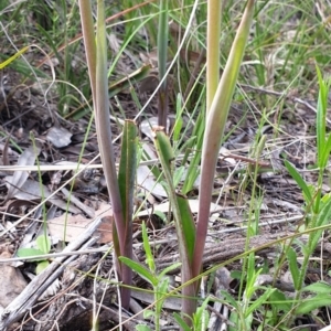 Calochilus platychilus at Cook, ACT - suppressed