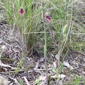 Calochilus platychilus at Cook, ACT - 19 Oct 2021