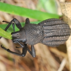 Amycterus morbillosus (A terrestrial weevil) at Gibraltar Pines - 19 Oct 2021 by Harrisi