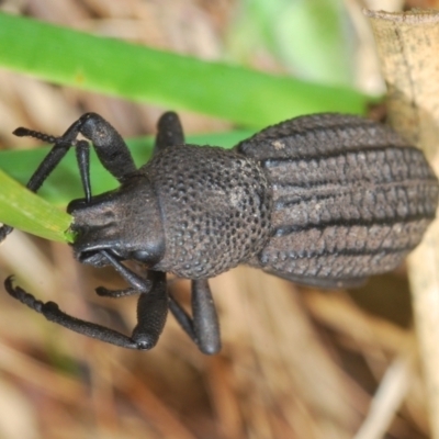 Amycterus morbillosus (A terrestrial weevil) at Paddys River, ACT - 19 Oct 2021 by Harrisi