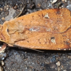 Diarsia intermixta (Chevron Cutworm, Orange Peel Moth.) at Gibraltar Pines - 19 Oct 2021 by Harrisi