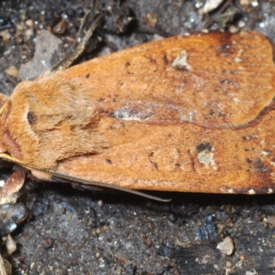 Diarsia intermixta (Chevron Cutworm, Orange Peel Moth.) at Paddys River, ACT - 19 Oct 2021 by Harrisi