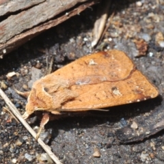 Diarsia intermixta at Paddys River, ACT - 19 Oct 2021 12:12 PM