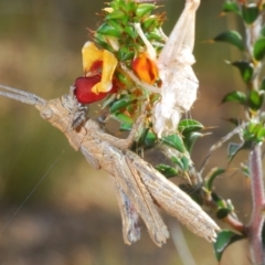 Coryphistes ruricola (Bark-mimicking Grasshopper) at Tennent, ACT - 19 Oct 2021 by Harrisi