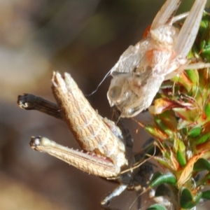 Coryphistes ruricola at Tennent, ACT - 19 Oct 2021 04:40 PM