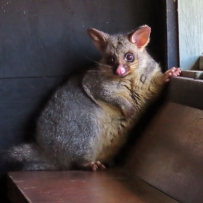 Trichosurus vulpecula (Common Brushtail Possum) at Jerrabomberra Wetlands - 19 Oct 2021 by RodDeb