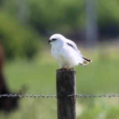 Elanus axillaris at Fyshwick, ACT - 19 Oct 2021