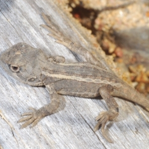 Diporiphora nobbi at Tennent, ACT - 19 Oct 2021